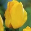 25ct Tulips Golden Apeldoorn Bulbs - Van Zyverden -Fresh Plant Store GUEST 04dea038 e9a4 431f 88c9 bdb220c6d75f