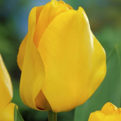 25ct Tulips Golden Apeldoorn Bulbs - Van Zyverden 1 25ct Tulips Golden Apeldoorn Bulbs - Van Zyverden
