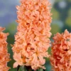 10ct Hyacinths Gipsy Queen Orange Bulbs - Van Zyverden -Fresh Plant Store GUEST 07050e90 1daa 4be8 9e30 dd033f8f4409