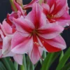 Van Zyverden Amaryllis Pink Flower Bulb With Artisan Decorative Planter 5 Van Zyverden Amaryllis Pink Flower Bulb With Artisan Decorative Planter -Fresh Plant Store GUEST 09794510 2d46 4dff afe7 4aae3f5e0ade