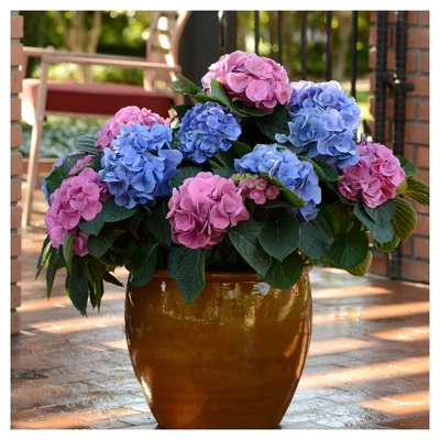 Hydrangea 'LA Dreamin' 3pc - National Plant Network - U.S.D.A. Hardiness Zones 5 - 10 2 Hydrangea 'LA Dreamin' 3pc - National Plant Network - U.S.D.A. Hardiness Zones 5 - 10 - Image 2