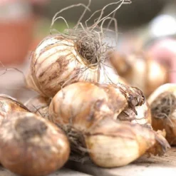 Van Zyverden Set Of 12 Daffodils Bulbs Akita