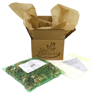 12ct Tulips Menton Exotic Orange Bulbs - Van Zyverden 2 12ct Tulips Menton Exotic Orange Bulbs - Van Zyverden - Image 2