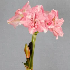 Van Zyverden Amaryllis Pink Double Time Flower Bulb 9 Van Zyverden Amaryllis Pink Double Time Flower Bulb -Fresh Plant Store GUEST 19f25c0b c1c2 4234 abea 45ee0f663ebc