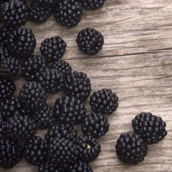 1pc Blackberry Navaho - National Plant Network