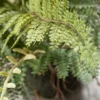 Sullivans Artificial Fern In Ball -Fresh Plant Store GUEST 245307e7 7113 4885 a516 ad2adcc5f8d7