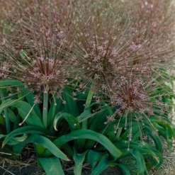 Set Of 3 Allium Schubertii Bulbs - Van Zyverden