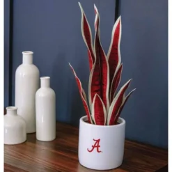 Forever Leaf University Of Alabama Faux Snake Plant, Indoor Artificial Plant For Home Decor -Fresh Plant Store GUEST 2e068086 3181 44fb 881d 0c8cba198d3a