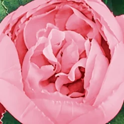 Collections Etc Cabbage Rose Bushes Set Of 3 6 Collections Etc Cabbage Rose Bushes Set Of 3 -Fresh Plant Store GUEST 3acffeb5 3eef 4285 ae59 5e2791070754