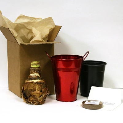 Van Zyverden Amaryllis Red Lion Flower Bulb With Artisan Decorative Planter 3 Van Zyverden Amaryllis Red Lion Flower Bulb With Artisan Decorative Planter - Image 3