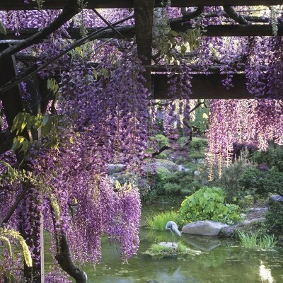 Wisteria 'Amethyst Falls' 1pc U.S.D.A. Hardiness Zones 5-9 National Plant Network 2.5qt 3 Wisteria 'Amethyst Falls' 1pc U.S.D.A. Hardiness Zones 5-9 National Plant Network 2.5qt - Image 3