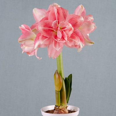 Van Zyverden Amaryllis Pink Double Time Flower Bulb 2 Van Zyverden Amaryllis Pink Double Time Flower Bulb - Image 2