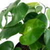 10" Monstera Swiss Cheese Plant - National Plant Network -Fresh Plant Store GUEST 42c23e69 bacd 4ab4 9091 c16682122df9