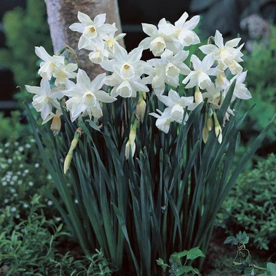 Van Zyverden 12ct Bulbs Narcissus Daffodils Thalia 4 Van Zyverden 12ct Bulbs Narcissus Daffodils Thalia - Image 4