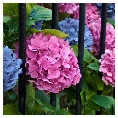 Hydrangea 'LA Dreamin' 3pc - National Plant Network - U.S.D.A. Hardiness Zones 5 - 10 3 Hydrangea 'LA Dreamin' 3pc - National Plant Network - U.S.D.A. Hardiness Zones 5 - 10 - Image 3
