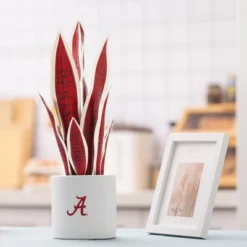 Forever Leaf University Of Alabama Faux Snake Plant, Indoor Artificial Plant For Home Decor -Fresh Plant Store GUEST 4ce353a6 aa61 49e6 84a9 91304efcddc4