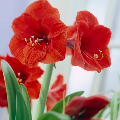 Van Zyverden Amaryllis Red Lion Flower Bulb With Artisan Decorative Planter 1 Van Zyverden Amaryllis Red Lion Flower Bulb With Artisan Decorative Planter