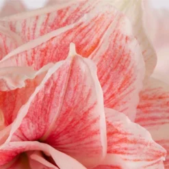 Van Zyverden Amaryllis Pink Double Time Flower Bulb 11 Van Zyverden Amaryllis Pink Double Time Flower Bulb -Fresh Plant Store GUEST 4e4dcbf1 f2e0 428c 8dcb d13224e4347c
