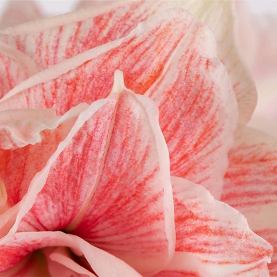 Van Zyverden Amaryllis Pink Double Time Flower Bulb 5 Van Zyverden Amaryllis Pink Double Time Flower Bulb - Image 5
