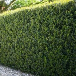 1pc Holly Dwarf Burford - National Plant Network