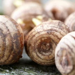 Van Zyverden 50ct Bulbs Crocus Large Flowering Blend