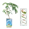 Collections Etc Touchy Mutchy Plant Planter Can Growing Kit 2.5 X 2.5 X 3.75 -Fresh Plant Store GUEST 597cbec6 e0d9 496e 9b70 bc5801d22e25