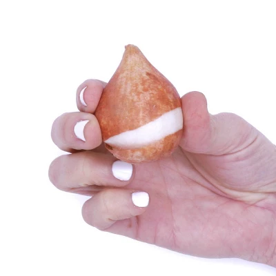 25ct Tulips Golden Apeldoorn Bulbs - Van Zyverden 5 25ct Tulips Golden Apeldoorn Bulbs - Van Zyverden - Image 5