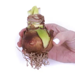 Van Zyverden Amaryllis White Amadeus Candy Flower Bulb With 6.5" Rattan Basket 5 Van Zyverden Amaryllis White Amadeus Candy Flower Bulb With 6.5" Rattan Basket -Fresh Plant Store GUEST 600e2570 7273 44d4 a410 4ad4f3dec2d8 24