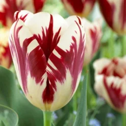 12ct Tulips Grand Perfection Bulbs - Van Zyverden