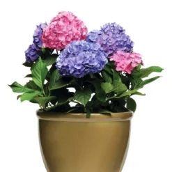 Hydrangea 'LA Dreamin' 3pc - National Plant Network - U.S.D.A. Hardiness Zones 5 - 10 7 Hydrangea 'LA Dreamin' 3pc - National Plant Network - U.S.D.A. Hardiness Zones 5 - 10 -Fresh Plant Store GUEST 701ca6f4 8a1a 494a af99 e2f82579f4b5