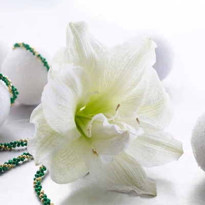 Van Zyverden Amaryllis White Nymph Flower Bulb With Chalk Metal Cachepot 1 Van Zyverden Amaryllis White Nymph Flower Bulb With Chalk Metal Cachepot