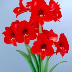 Van Zyverden Multi Amaryllis Red Flower Bulb