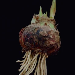 Van Zyverden Amaryllis Red Hypersonic Flower Bulb 10 Van Zyverden Amaryllis Red Hypersonic Flower Bulb -Fresh Plant Store GUEST 7580982a c45e 49ec bd7b d08b77e0a4e1 1