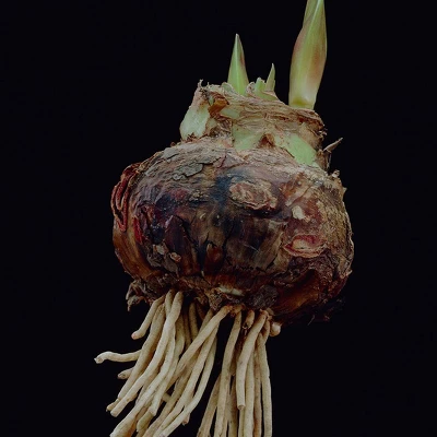 Van Zyverden Amaryllis White Nymph Flower Bulb With Chalk Metal Cachepot 2 Van Zyverden Amaryllis White Nymph Flower Bulb With Chalk Metal Cachepot - Image 2