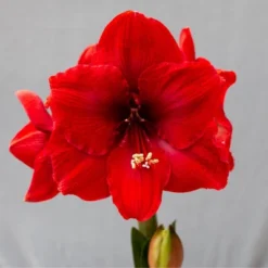 Van Zyverden Amaryllis Red Hypersonic Flower Bulb 8 Van Zyverden Amaryllis Red Hypersonic Flower Bulb -Fresh Plant Store GUEST 800626ce a095 42dc 9d72 1962a80f44e7
