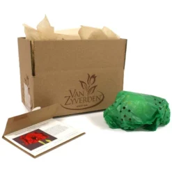 Van Zyverden Amaryllis Red Hypersonic Flower Bulb 11 Van Zyverden Amaryllis Red Hypersonic Flower Bulb -Fresh Plant Store GUEST 8372e198 f2b4 4c72 8e95 582b9af84bc1