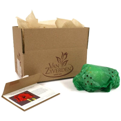 Van Zyverden Amaryllis Red Hypersonic Flower Bulb 6 Van Zyverden Amaryllis Red Hypersonic Flower Bulb - Image 6