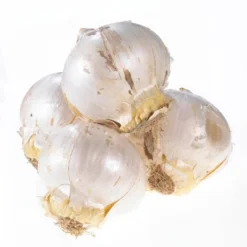 Set Of 25 Allium Blend For Collectors Bulbs - Van Zyverden