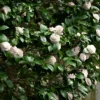 2.5qt Camellia Japonica Plant With White Blooms - National Plant Network -Fresh Plant Store GUEST 8dfa0d56 18cc 4ac2 b379 57f0559671f0