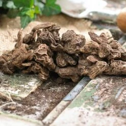 100ct Wind Flowers Anemone Blanda Mixed Bulbs - Van Zyverden