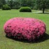Azalea 'Chinana' 2.25gal U.S.D.A. Hardiness Zones 6-9 - 1pc - National Plant Network 4 Azalea 'Chinana' 2.25gal U.S.D.A. Hardiness Zones 6-9 - 1pc - National Plant Network -Fresh Plant Store GUEST 9057d440 7a48 4613 ae53 7ccfb88e1192