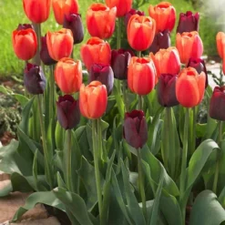 Set Of 15 Tulips Ronaldo Blend Set - Van Zyverden