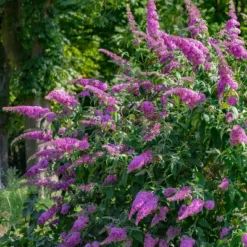 2.5qt 'Blaze Pink' Buddleia Plant With Pink Blooms - National Plant Network -Fresh Plant Store GUEST 95ad305d d7b7 4d11 970f cb442583fb39