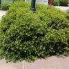 Dwarf Wax Myrtle 2.25gal U.S.D.A. Hardiness Zones 7-9 - 1pc - National Plant Network 8 Dwarf Wax Myrtle 2.25gal U.S.D.A. Hardiness Zones 7-9 - 1pc - National Plant Network -Fresh Plant Store GUEST 991694e9 4ad4 4446 980c 4c80aa398ea8