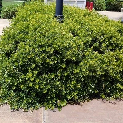 Dwarf Wax Myrtle 2.25gal U.S.D.A. Hardiness Zones 7-9 - 1pc - National Plant Network 1 Dwarf Wax Myrtle 2.25gal U.S.D.A. Hardiness Zones 7-9 - 1pc - National Plant Network