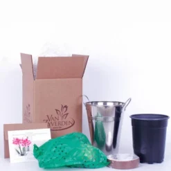 Van Zyverden Amaryllis Pink Flower Bulb With Artisan Decorative Planter 7 Van Zyverden Amaryllis Pink Flower Bulb With Artisan Decorative Planter -Fresh Plant Store GUEST 99485770 53ce 4ec4 81c8 c468ddf30e6c