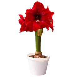 Van Zyverden Amaryllis Red Hypersonic Flower Bulb