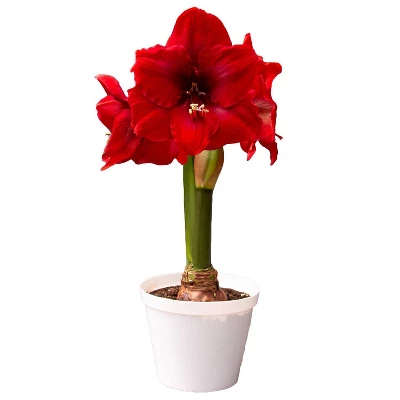 Van Zyverden Amaryllis Red Hypersonic Flower Bulb 1 Van Zyverden Amaryllis Red Hypersonic Flower Bulb