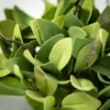 Sullivans Artificial Ruscus Leafy Twig Half Orb 7"H Green -Fresh Plant Store GUEST 9b5ebcf3 2075 4dfc 8c4a 3a45b54bd277