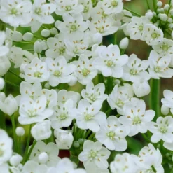 100ct Allium Blend Bulbs - Van Zyverden